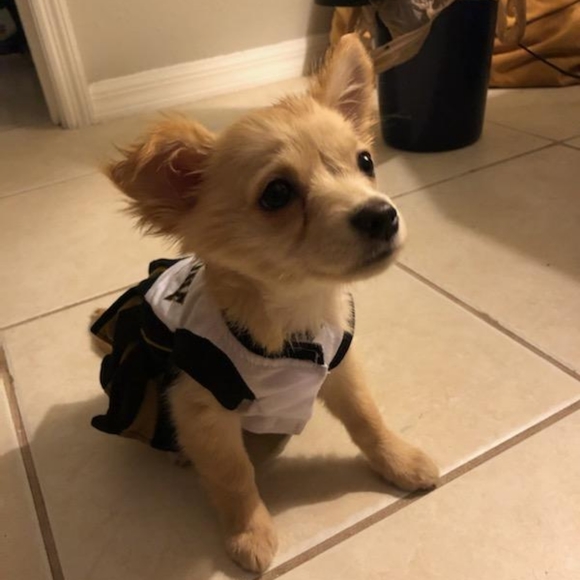 Meet your Posher, Sylvester - Picture 7 of 7